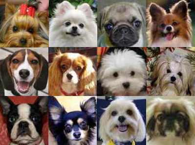 Dogs Hair Cuts on We Provide All Your Dogs Grooming Needs Hair Cuts Toenail Teeth